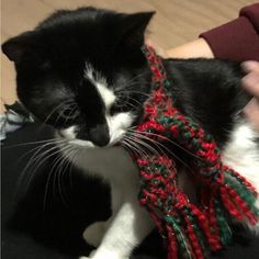 a black and white cat with a red scarf around it's neck, being petted by someone