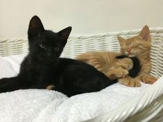 two kittens are laying in a wicker basket on a white blanket and one is looking at the camera