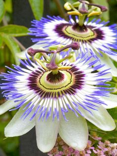 two purple and white flowers with green leaves in the backgrounge, on a tree