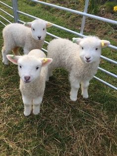 three baby lambs standing next to each other in a fenced area with grass