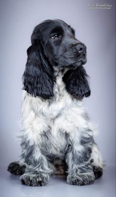 a black and white dog is sitting down