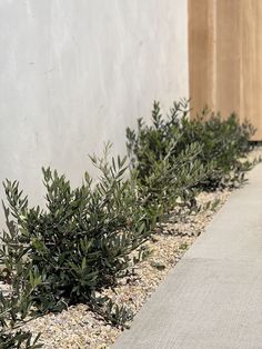 there are many plants growing on the side of this building, along with gravel and rocks