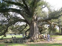 several people are riding bikes under the large tree