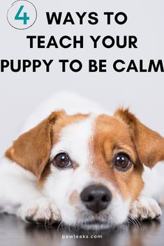 a brown and white dog laying on top of a table with the words 4 ways to teach your puppy to be calm