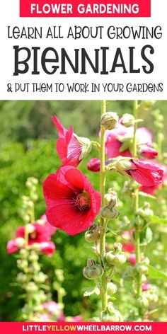 red flowers with the words learn all about growing perennials and put them to work in your garden