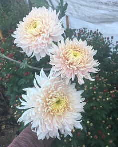 three pink and white flowers in a garden