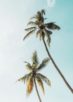 two tall palm trees against a blue sky