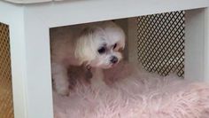 a small white dog standing inside of a wooden crate on top of a pink rug