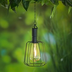 a light bulb hanging from a tree branch in the middle of a forest with green leaves