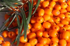 some oranges are sitting in a white bowl next to an olive branch and green twig