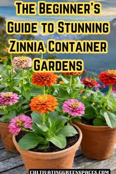 the beginner's guide to stunning zinna container gardens