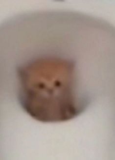 an orange cat is peeking out from the toilet