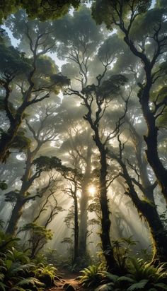 the sun shines through the foggy forest