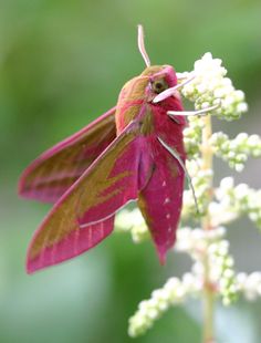 a close up of a pink and brown moth on a white flower