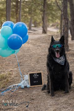 a black dog sitting next to a sign and blue balloons with a chalkboard on it