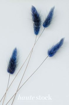 three blue flowers with long stems sticking out of them on a white background that says hante stock