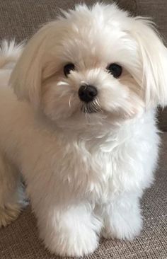 a small white dog sitting on top of a couch