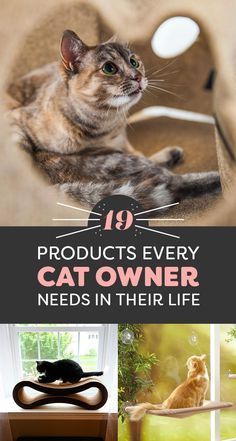 the top ten products every cat owner needs in their life, including furniture and bedding