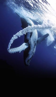 a humpback whale swimming in the ocean