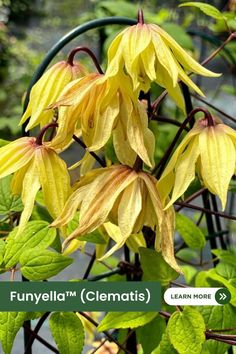 yellow flowers with green leaves in the foreground and text that reads, funella clematis learn more