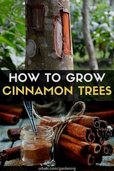 cinnamon trees with the title how to grow cinnamon trees