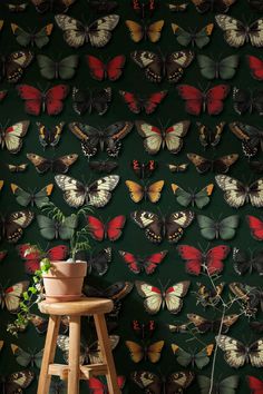 a green wall with butterflies on it and a potted plant in the foreground