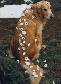 a brown dog with white flowers on it's back sitting in the grass next to snow