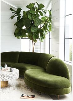 a living room filled with furniture and a large potted plant