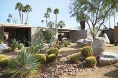 a cactus garden with rocks and cacti in front of a house surrounded by palm trees