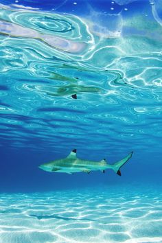 two sharks swimming in the ocean near each other