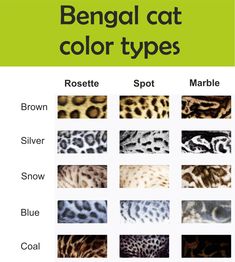 an animal print with different colors and patterns on it's side, including the name bengal