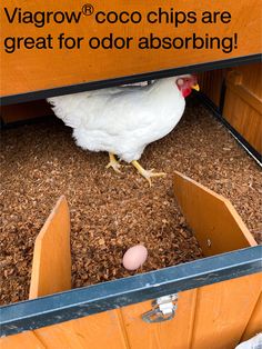 there is a chicken that is hiding in the ground next to an orange sign with words on it