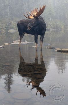 a moose is standing in the water with its head on it's hind legs