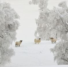 three sheep standing in the snow surrounded by trees