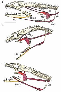 two different views of the same animal's skull