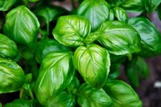 some green leaves that are growing in the ground