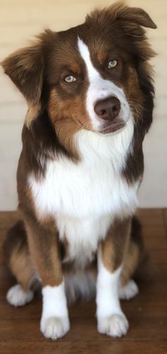 a brown and white dog sitting on top of a wooden floor