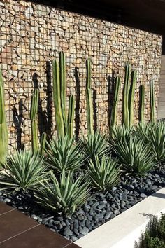 some very pretty plants in front of a stone wall