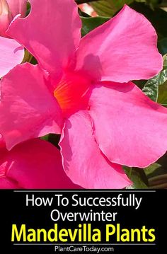 pink flowers with text overlay how to successfully overwinter mandevilla plants