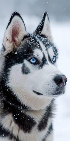 a husky dog with blue eyes in the snow