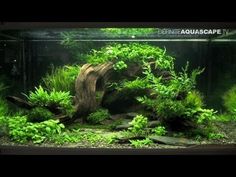 an aquarium filled with green plants and rocks