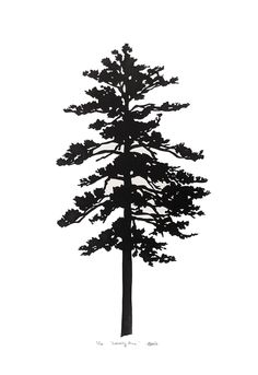 a black and white photo of a tall pine tree with no leaves on the branches