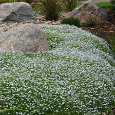 small white flowers growing on the ground next to large rocks and grass in front of a house