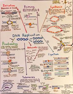 a whiteboard with diagrams on it that include different types of dnas and their functions