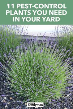 lavender plants with the title 11 pest - control plants you need in your yard,