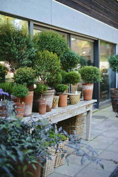 many potted plants are sitting on a table outside