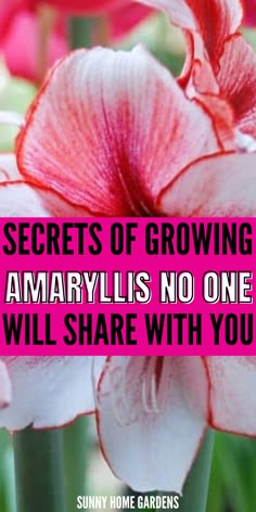 If you're here, I can bet you want to grow Amaryllis. Amaryllis bulbs have beautiful flowers and we all want to grow them in our gardens or even in a pot. However, There are growing tips and caring tips that no one will share with you about Amaryllis. These tips and tricks of growing and caring for Amaryllis are the best to grow these beautiful flowers in pots. Amarlily Flower, Amaryllis Bulbs Christmas, How To Grow Amaryllis Bulbs, Waxed Amaryllis Bulbs Care, Amaryllis Planting Ideas, Flower Bulbs Indoors, Growing Bulbs Indoors, Amaryllis Arrangement