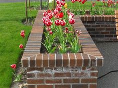 red and white tulips growing in a brick garden bed