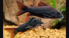 two fish swimming in an aquarium filled with water and dirt, one is black and the other is orange