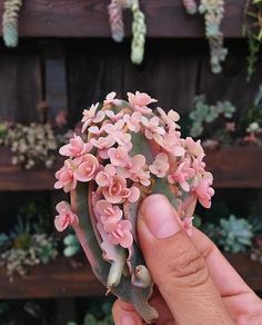 a hand holding a tiny pink flower in front of a wooden fence with succulents